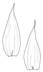 Glyphothecium sciuroides, leaves. Drawn from K.W. Allison 6941, CHR 532691.
 Image: R.C. Wagstaff © Landcare Research 2018 